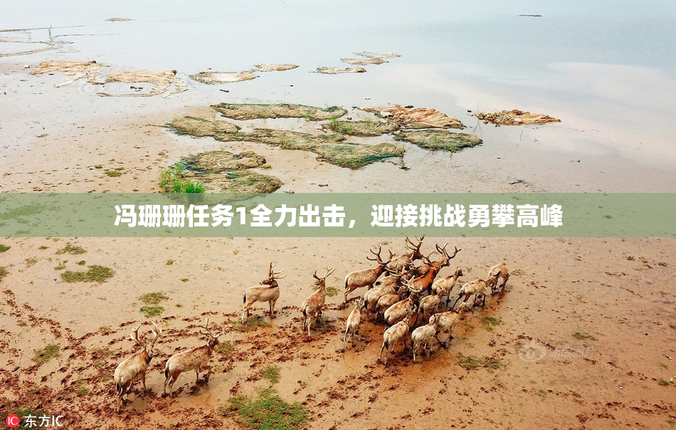 冯珊珊任务1全力出击，迎接挑战勇攀高峰
