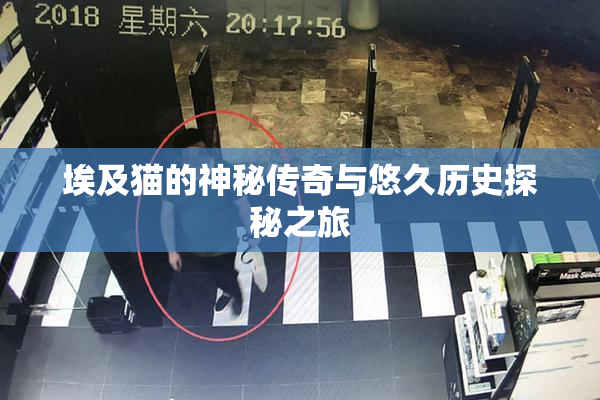 埃及猫的神秘传奇与悠久历史探秘之旅