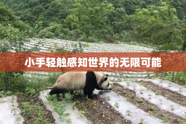 小手轻触感知世界的无限可能