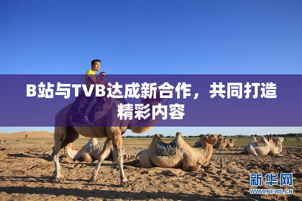 B站与TVB达成新合作，共同打造精彩内容
