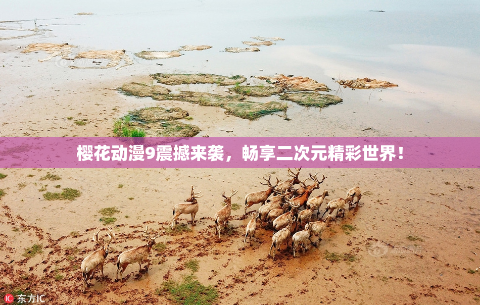 樱花动漫9震撼来袭，畅享二次元精彩世界！