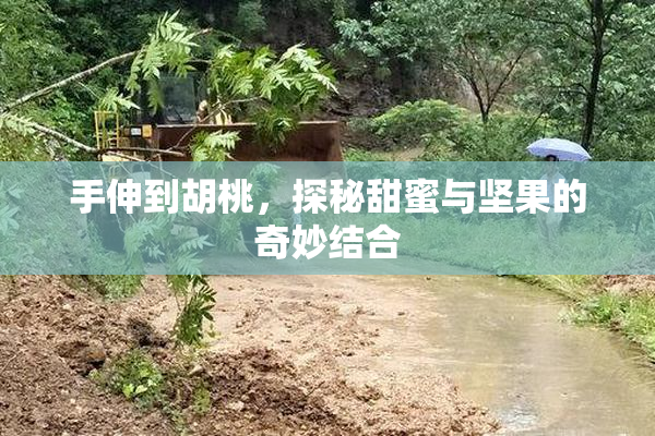 手伸到胡桃，探秘甜蜜与坚果的奇妙结合