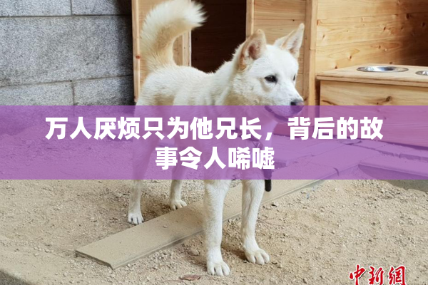 万人厌烦只为他兄长，背后的故事令人唏嘘