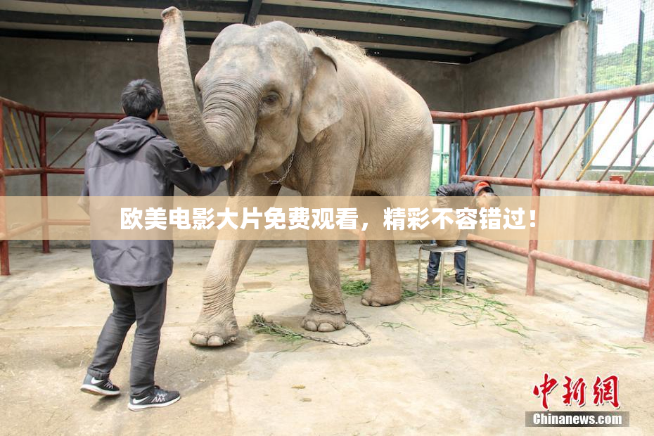欧美电影大片免费观看，精彩不容错过！