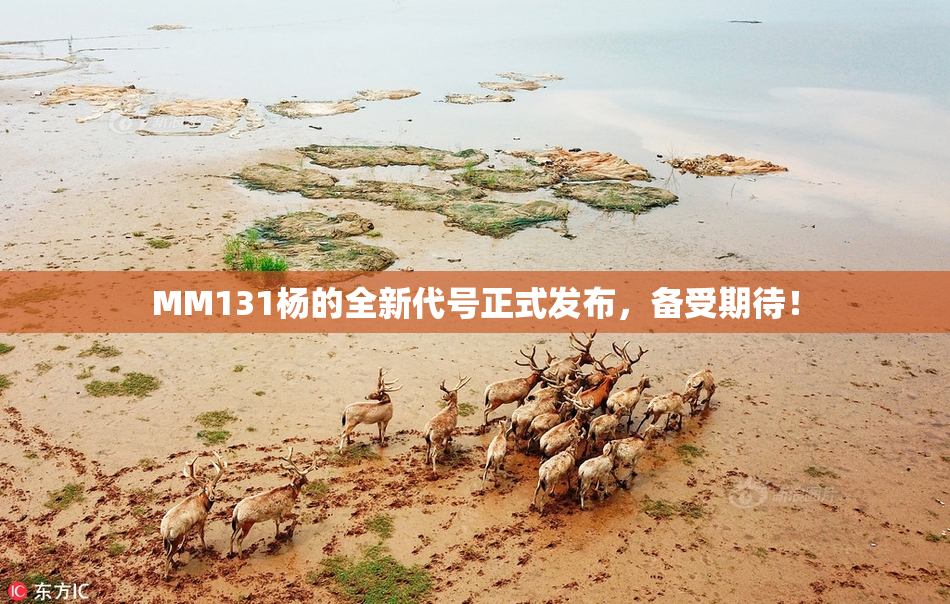 MM131杨的全新代号正式发布，备受期待！