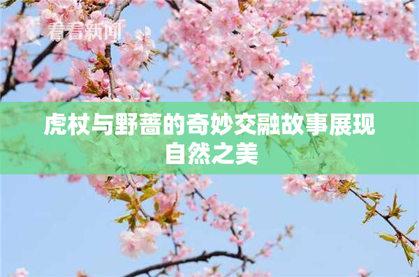 虎杖与野蔷的奇妙交融故事展现自然之美