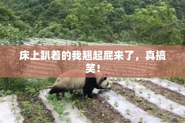 床上趴着的我翘起屁来了，真搞笑！