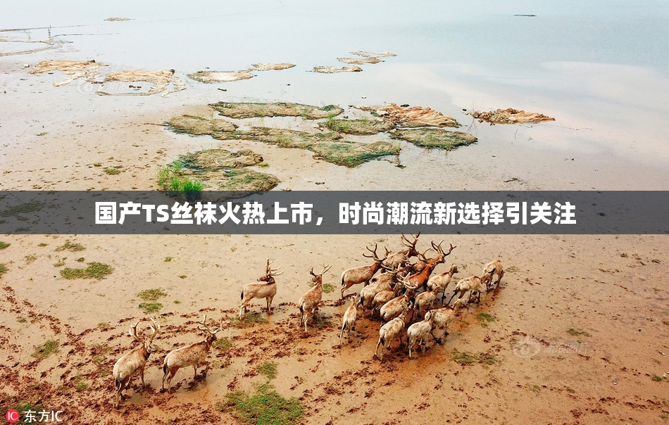 国产TS丝袜火热上市，时尚潮流新选择引关注