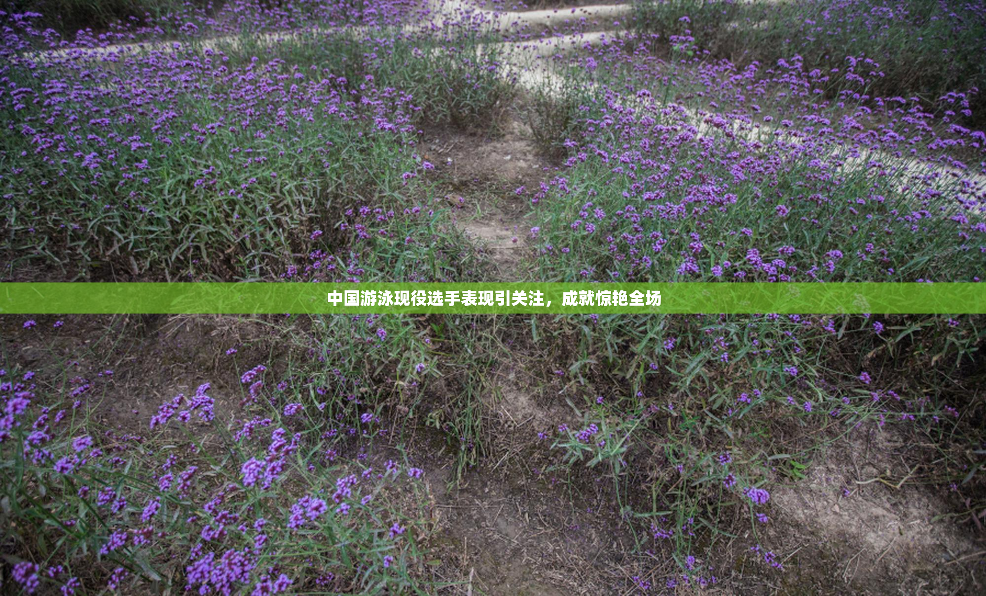 中国游泳现役选手表现引关注，成就惊艳全场