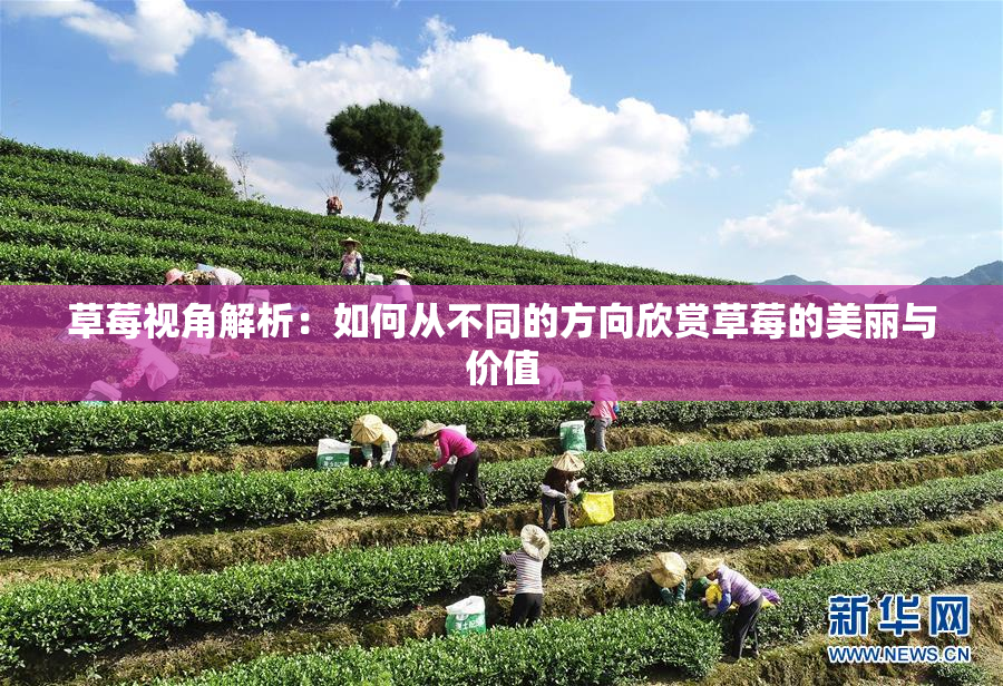 草莓视角解析：如何从不同的方向欣赏草莓的美丽与价值