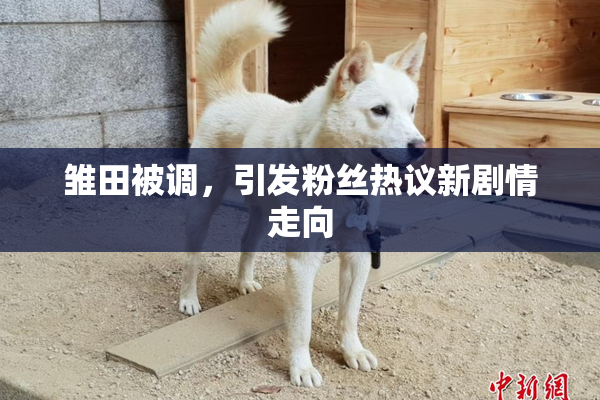 雏田被调，引发粉丝热议新剧情走向