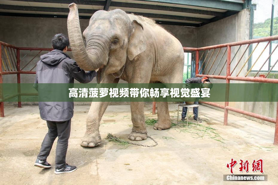 高清菠萝视频带你畅享视觉盛宴