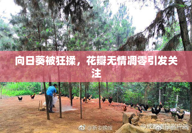 向日葵被狂揉，花瓣无情凋零引发关注