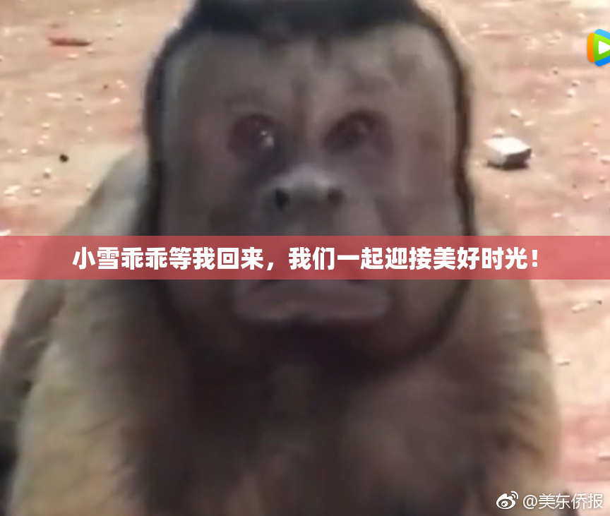 小雪乖乖等我回来，我们一起迎接美好时光！