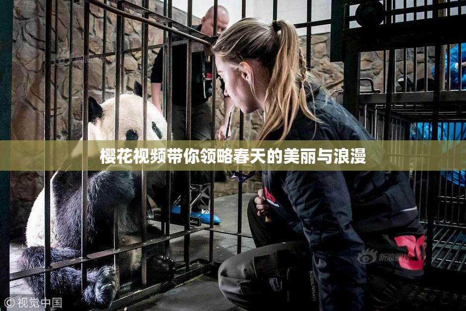 樱花视频带你领略春天的美丽与浪漫