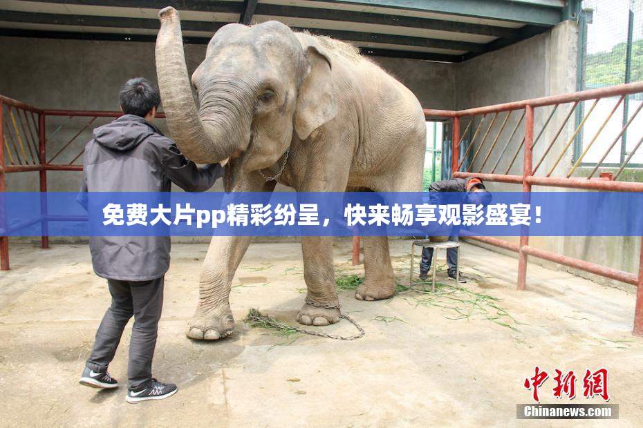 免费大片pp精彩纷呈，快来畅享观影盛宴！