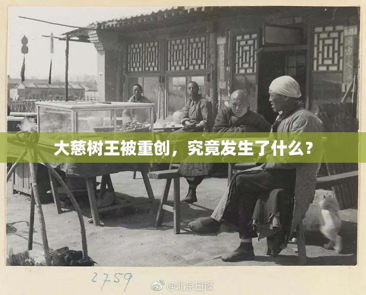 大慈树王被重创，究竟发生了什么？