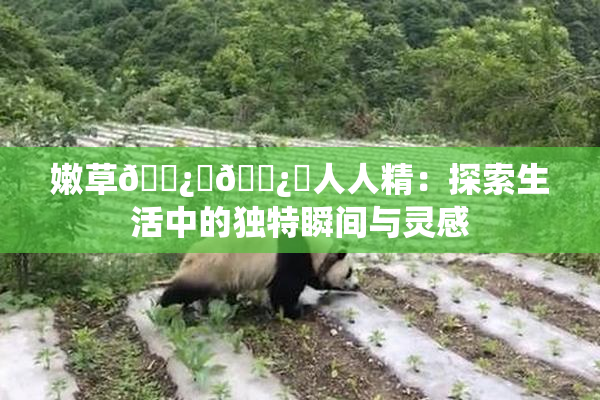 嫩草🌿‌🌿‌人人精：探索生活中的独特瞬间与灵感