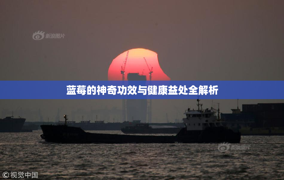 蓝莓的神奇功效与健康益处全解析