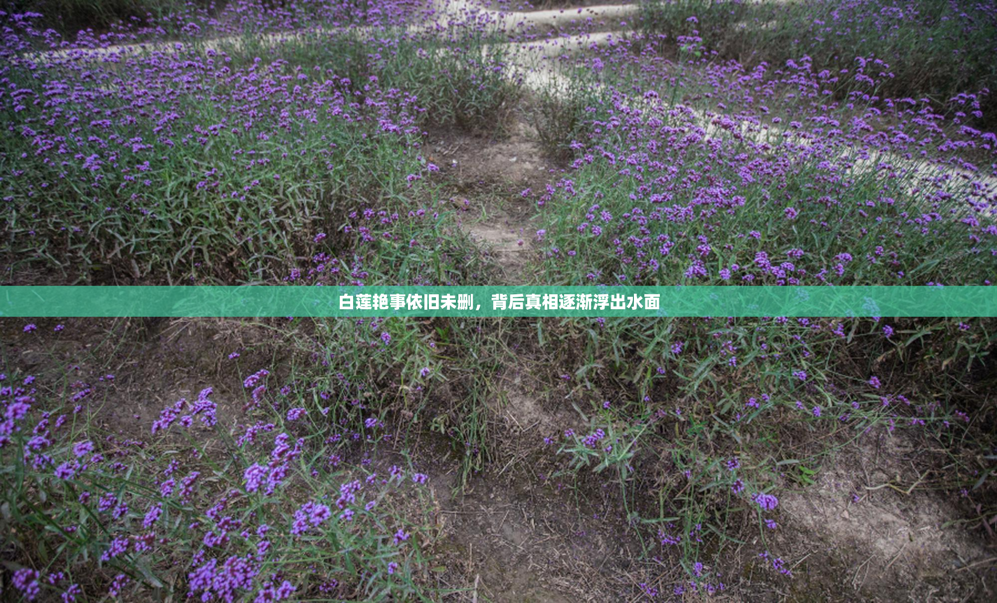 白莲艳事依旧未删，背后真相逐渐浮出水面