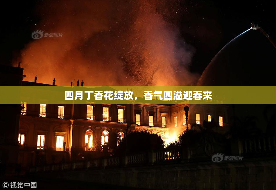 四月丁香花绽放，香气四溢迎春来