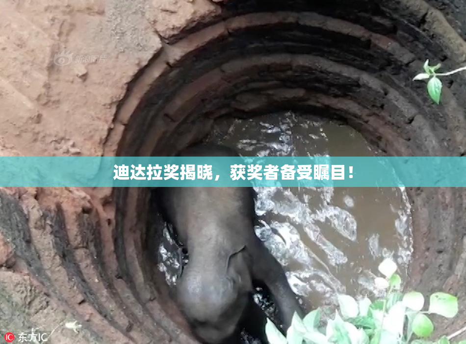 迪达拉奖揭晓，获奖者备受瞩目！