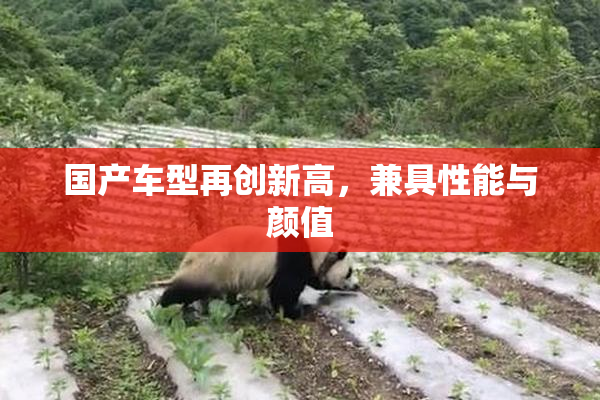 国产车型再创新高，兼具性能与颜值
