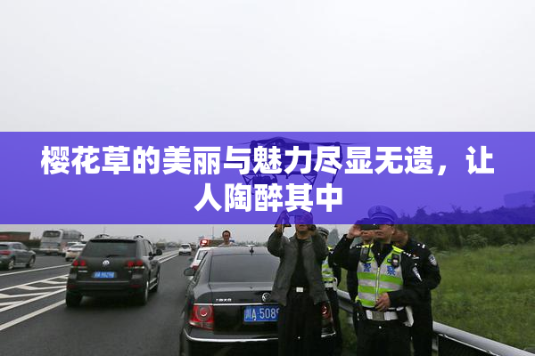 樱花草的美丽与魅力尽显无遗，让人陶醉其中