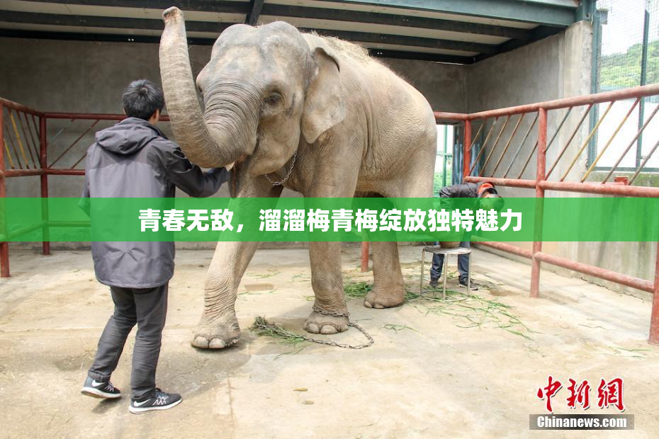 青春无敌，溜溜梅青梅绽放独特魅力