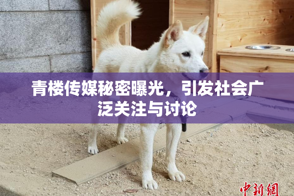 青楼传媒秘密曝光，引发社会广泛关注与讨论