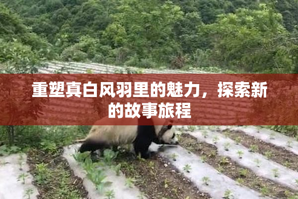 重塑真白风羽里的魅力，探索新的故事旅程