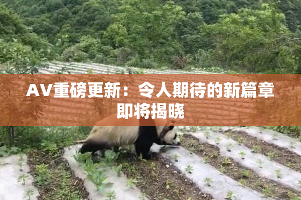 AV重磅更新：令人期待的新篇章即将揭晓