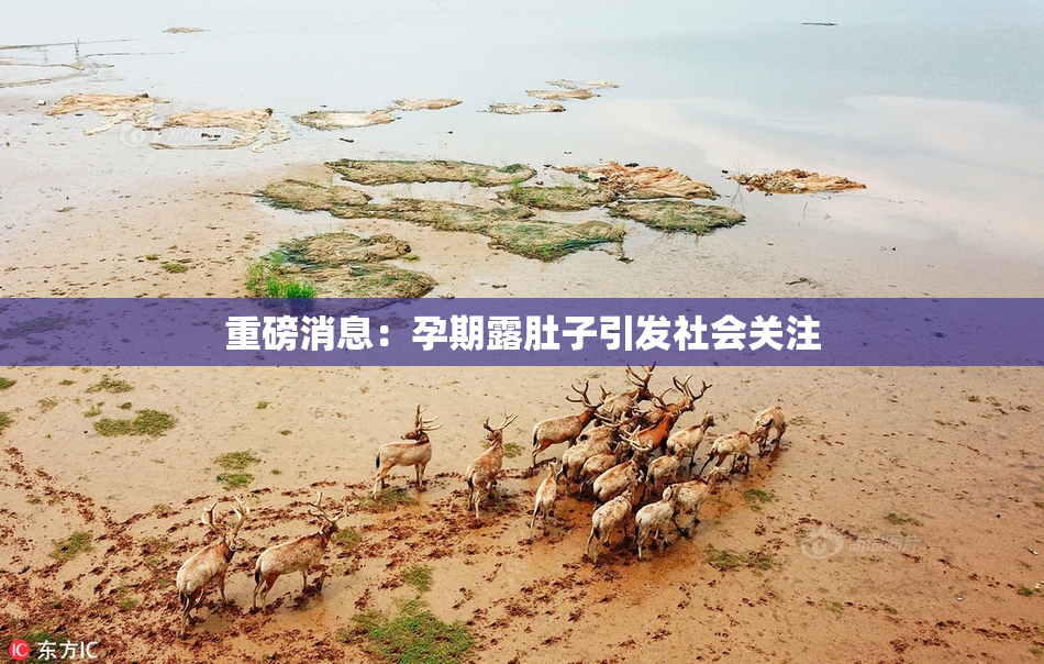 重磅消息：孕期露肚子引发社会关注