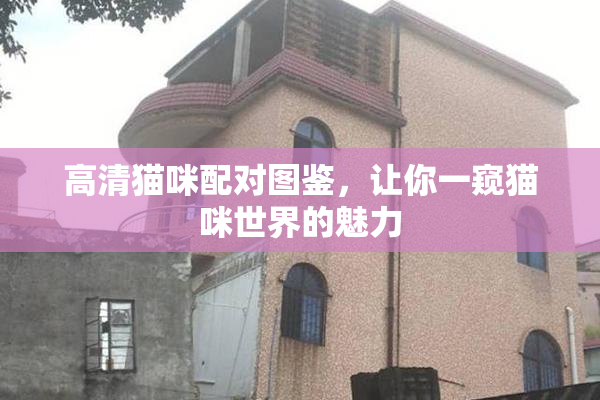 高清猫咪配对图鉴，让你一窥猫咪世界的魅力
