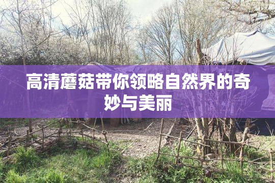 高清蘑菇带你领略自然界的奇妙与美丽