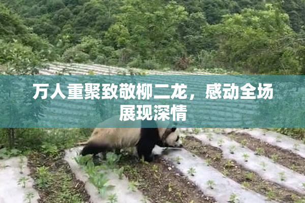 万人重聚致敬柳二龙，感动全场展现深情