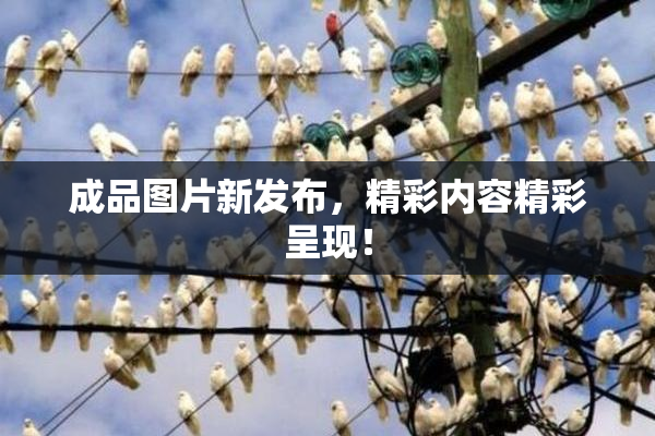 成品图片新发布，精彩内容精彩呈现！