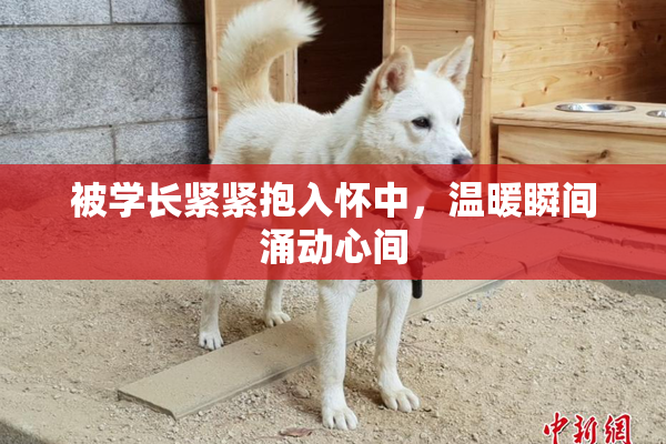 被学长紧紧抱入怀中，温暖瞬间涌动心间