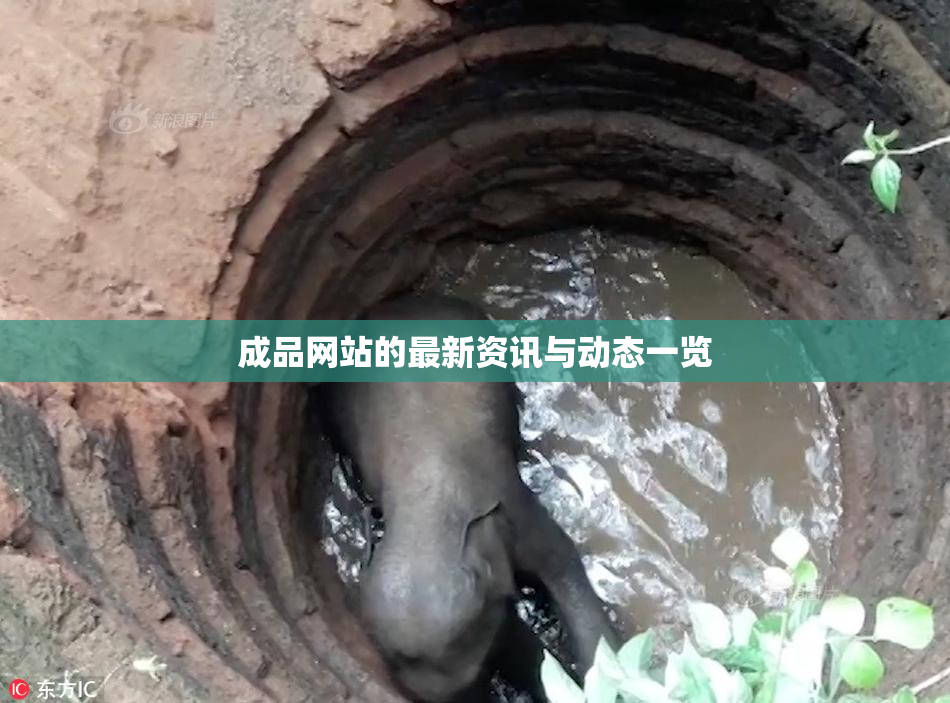 成品网站的最新资讯与动态一览
