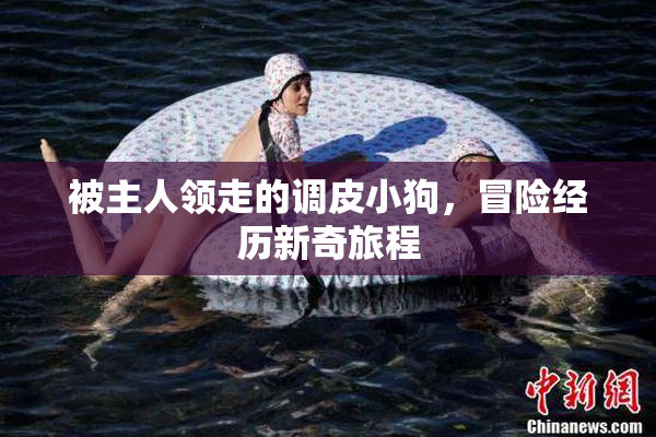 被主人领走的调皮小狗，冒险经历新奇旅程