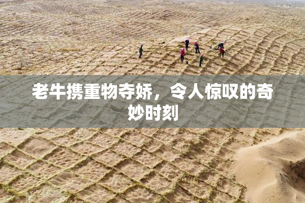 老牛携重物夺娇，令人惊叹的奇妙时刻
