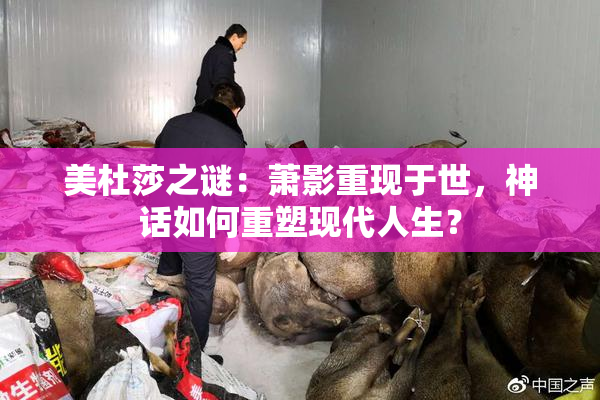 美杜莎之谜：萧影重现于世，神话如何重塑现代人生？