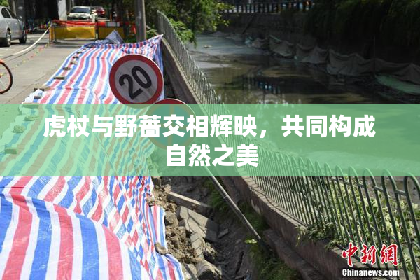 虎杖与野蔷交相辉映，共同构成自然之美