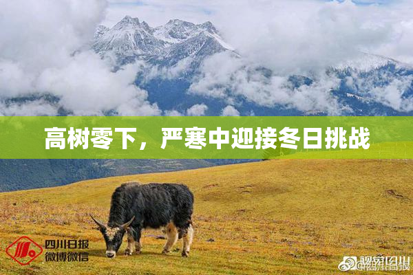 高树零下，严寒中迎接冬日挑战