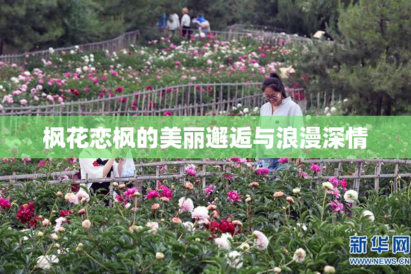 枫花恋枫的美丽邂逅与浪漫深情