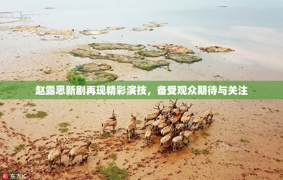赵露思新剧再现精彩演技，备受观众期待与关注