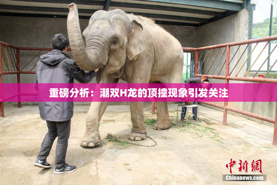 重磅分析：潮双H龙的顶撞现象引发关注
