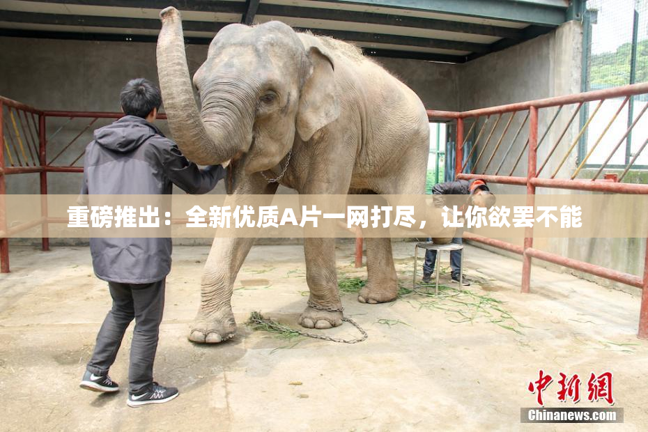 重磅推出：全新优质A片一网打尽，让你欲罢不能