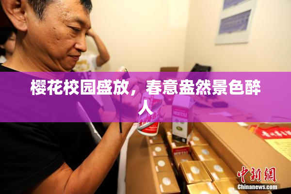 樱花校园盛放，春意盎然景色醉人
