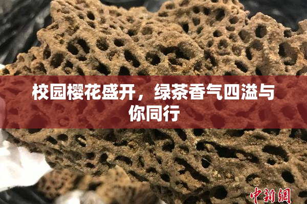 校园樱花盛开，绿茶香气四溢与你同行